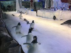 -芜湖新华联大白鲸海洋公园