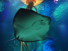 -沈阳海洋探索中心