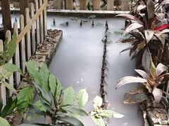 -呀路古热带植物园
