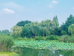 -洋湖国家湿地公园