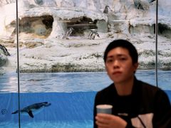 -帝企鹅自助餐厅•儿童岛•真企鹅(长隆企鹅酒店)