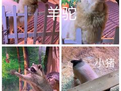 -正佳雨林生态植物园