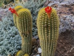 -墨尔本皇家植物园