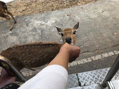 -清迈夜间动物园