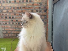 -豆逗聊愈猫阁Easy Life