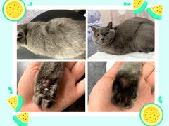 -Oh My Dog宠物沙龙(伊珊娜皮毛护理店)