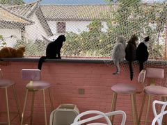 -喵屿·大理花园猫咖