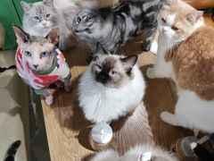 -藏猫猫咖啡主题馆(中央大道店)