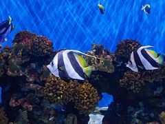 -芜湖新华联大白鲸海洋公园