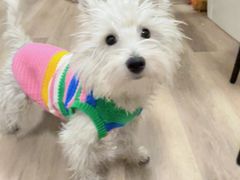 -猪呜宠物生活馆·西高地梗犬拔毛店