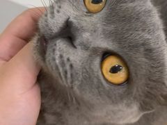 -共舞时光猫咖·狗咖(新街口店)