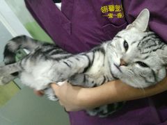 -守诺宠物医院·眼科· 特色牙科·异宠专科(虹口店)