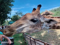 -北京野生动物园