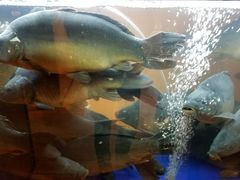 -西贝(上海我格广场店)