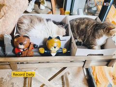 -咖法森林·咖啡  酒吧(天河店)