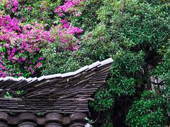 三角梅-星巴克臻选(成都宽窄巷子店)