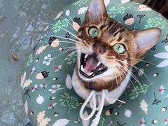 -喵屿·大理花园猫咖