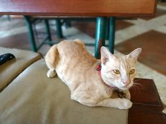 -Green Tree Rest. & Pub