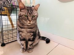 -平行世界·猫咖(首经贸店)