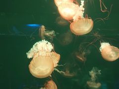 -北京海洋馆