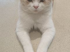 -藏猫猫咖啡主题馆(中央大道店)