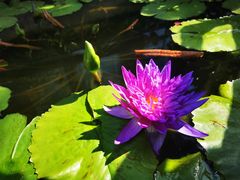 -国家植物园南园