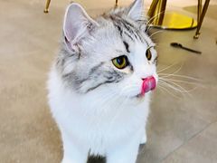 -飞行喵MR PILOT|猫舍·猫咖(静安大融城店)