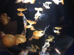 -鹿儿岛水族馆
