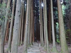 -武陵山森林公园