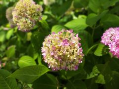 -上海滨江森林公园