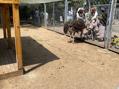 -长白岛森林公园