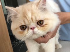 -爱妮康宠物医院·干细胞免疫细胞·肿瘤·心脏(张江店)