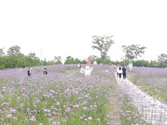 -同里国家湿地公园