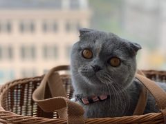 -猫大福·Fortune Cat猫舍(百子湾店)