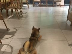 -柴务处·柴犬主题狗咖