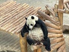 -沈阳森林动物园