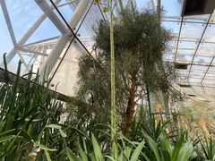 -北京植物园-展览温室