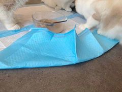 -飞行喵MR PILOT|猫舍·猫咖(静安大融城店)