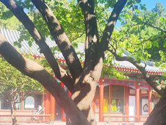 -宫事颐庭·老佛爷贵寿下午茶(颐和园店)