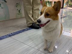 -瑞派名望24h动物医院异宠专科·猫专科·骨科·重症监护分院