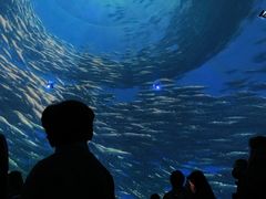 -烟台海昌鲸鲨海洋公园