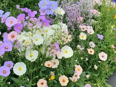 -三圣花乡旅游区