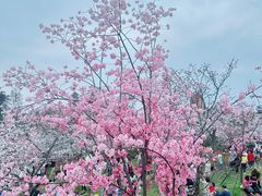 -东湖磨山景区