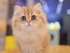 -柚子猫舍·精品猫舍购猫·猫咪认养·购宠·宠物店
