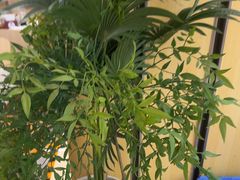 -阳阳中国饭(龙湖大兴天街)