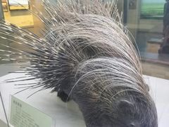 -国家自然博物馆