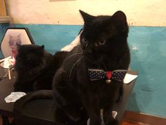 -猫小院猫主题咖啡厅(北锣店)