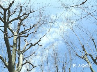 春阳季节赏花时，公园里千姿百态的花都盛开了