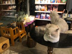 -more than meow吴止猫主题餐厅(承德 中船汇店)