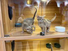 -猫十亿·布偶金渐层·曼基康矮脚猫舍(青年路店)
